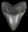 Giant, Megalodon Tooth - South Carolina #41141-1